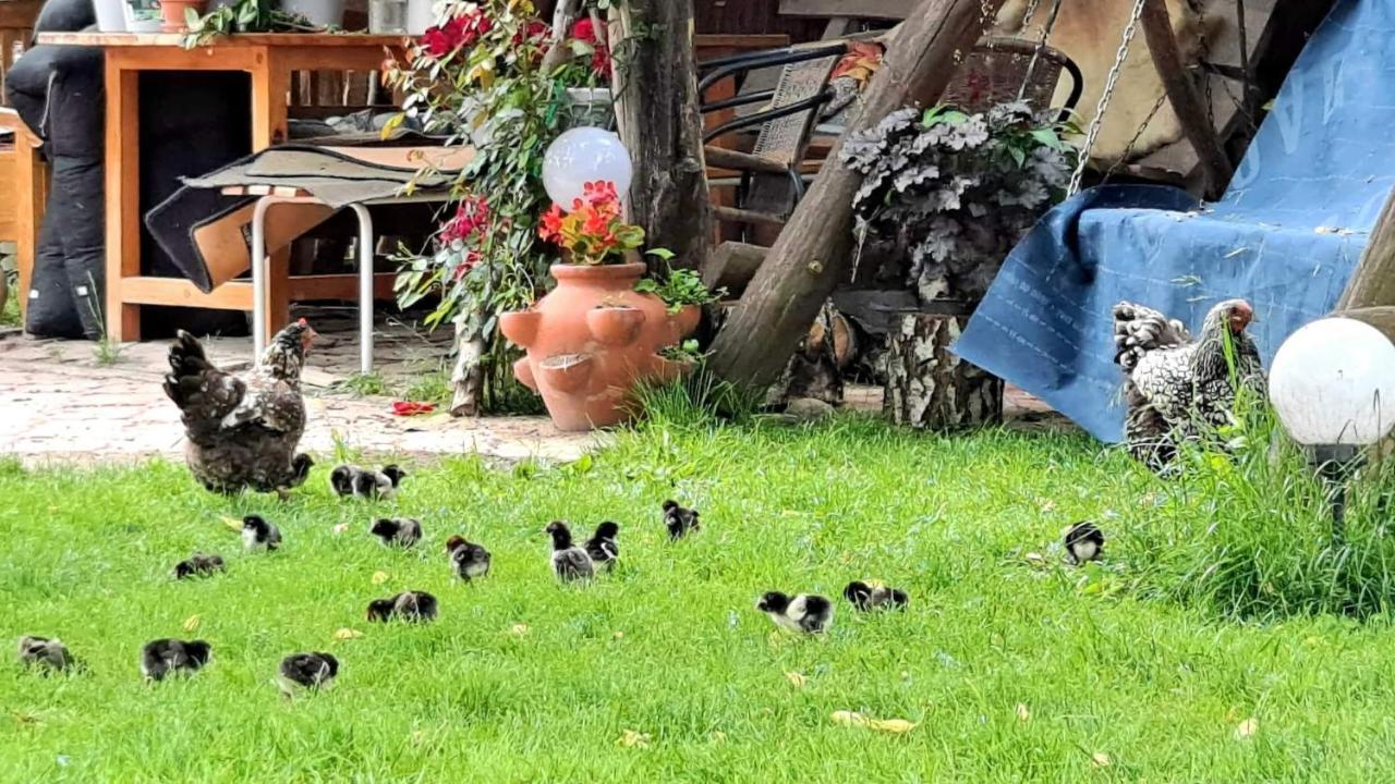 Agroturystyka Pod Kogutem Zamość Exterior foto