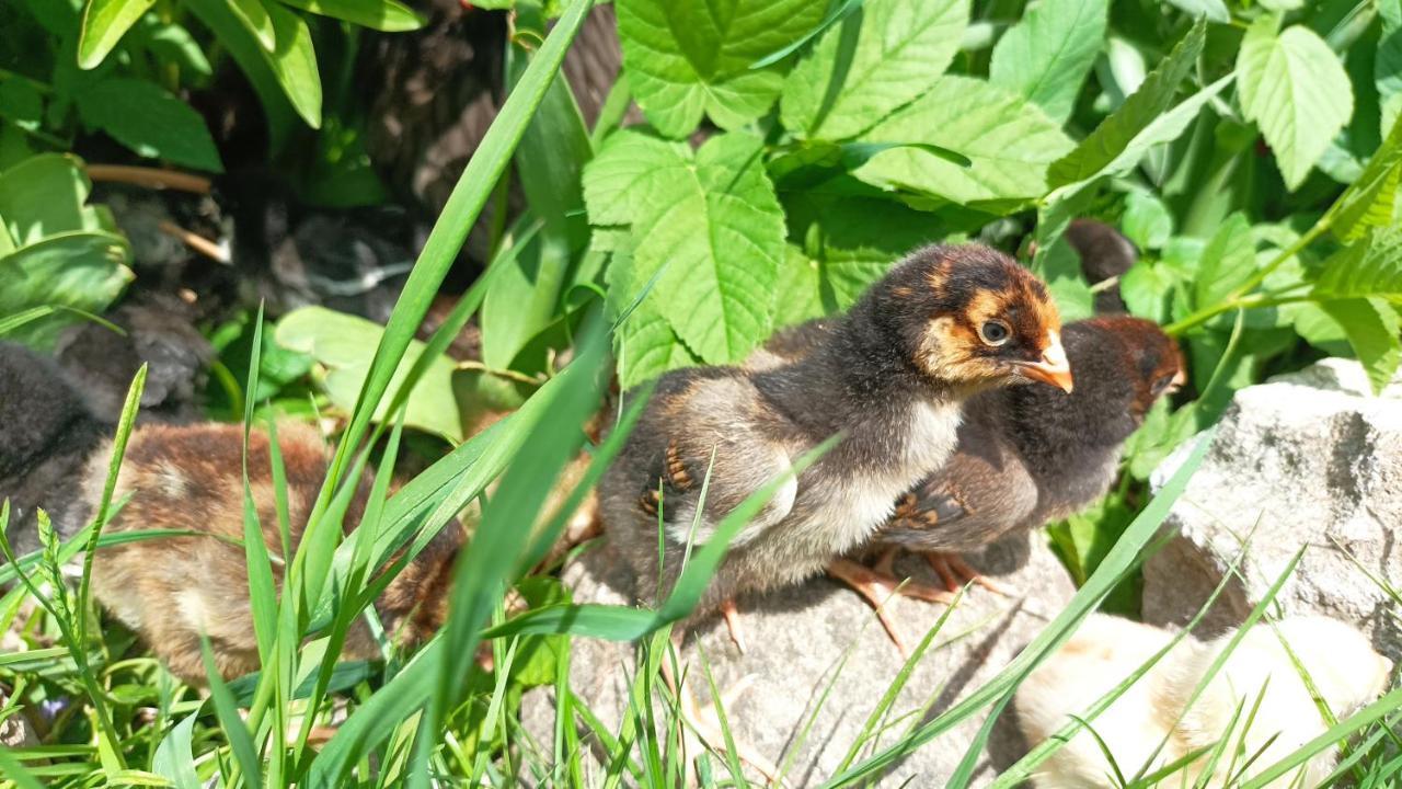 Agroturystyka Pod Kogutem Zamość Exterior foto